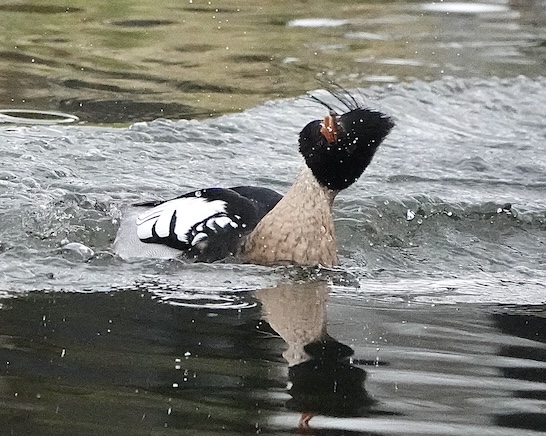merganser